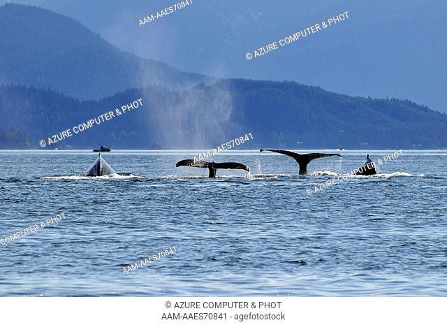 Humpback Whale, Megaptera novaeangliae, Juneau Alaska