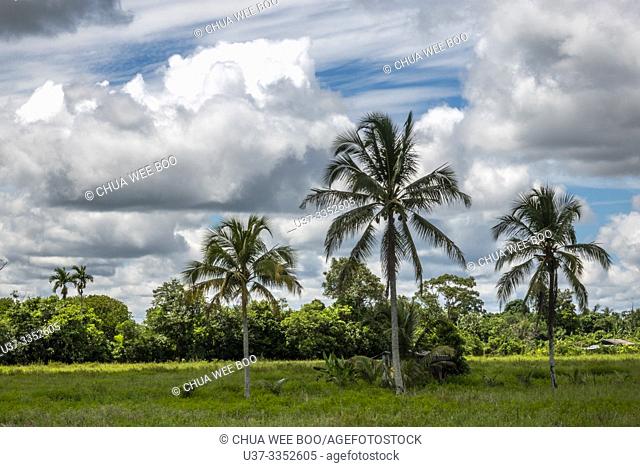 Coconut trees in Kota Samarahan, Sarawak, Malasya
