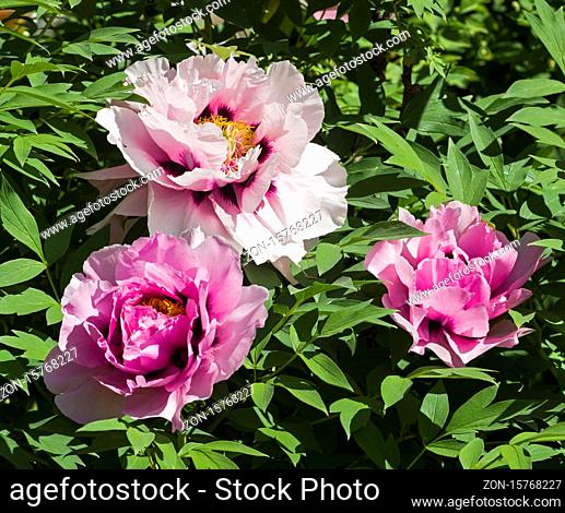Flowering pink tree peonies in a botanical garden. Sunny day at the end of May