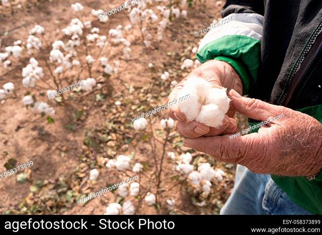 Farmer showing holding an open cotton boll in the the field