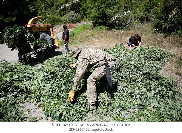 Law enforcement officers seize marijuana plants during a raid on July 14, 2015. Yurok Indian Reservation, California, United States