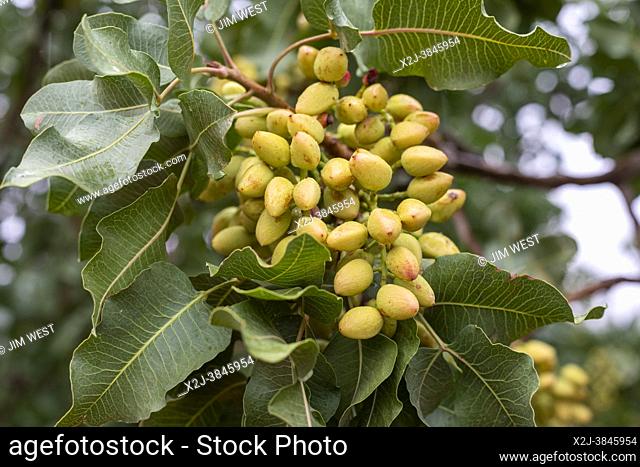 Alamogordo, New Mexico - Pistachios growing at Eagle Ranch, which sells the nuts under the Heart of the Desert brand