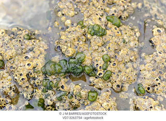 Codium coralloides green alga next to barnacles colony (Chthamalus sp. ). This photo was taken in Cap Ras coast, Costa Brava, Girona province, Catalonia, Spain