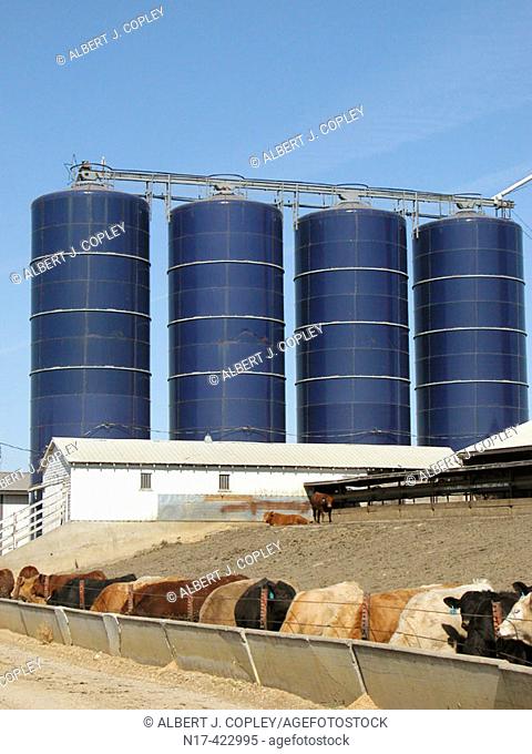 cattle feed storage bins, Iowa