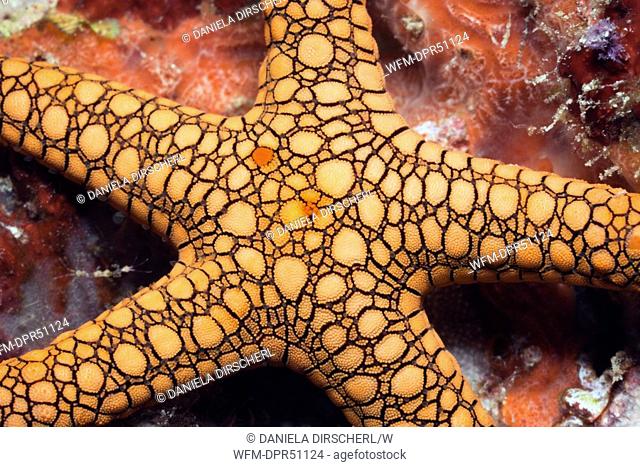 Detail of Starfish, Fromia sp., Raja Ampat, West Papua, Indonesia