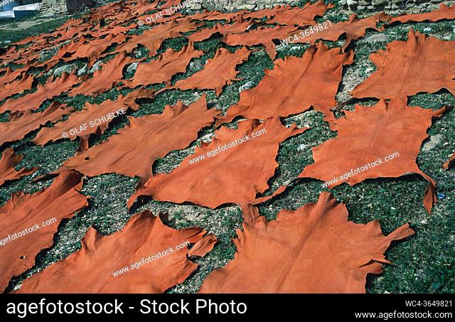 Fes, Morocco, Africa - Tanned and dyed hides lie outside on the grass for drying before they are processed into finished leather products