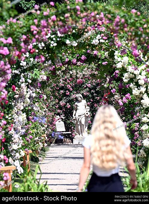21 June 2022, Baden-Wuerttemberg, Baden-Baden: Roses are blooming in the Rose Novelty Garden on the Beutig. There, the 70th International Rose Novelty...