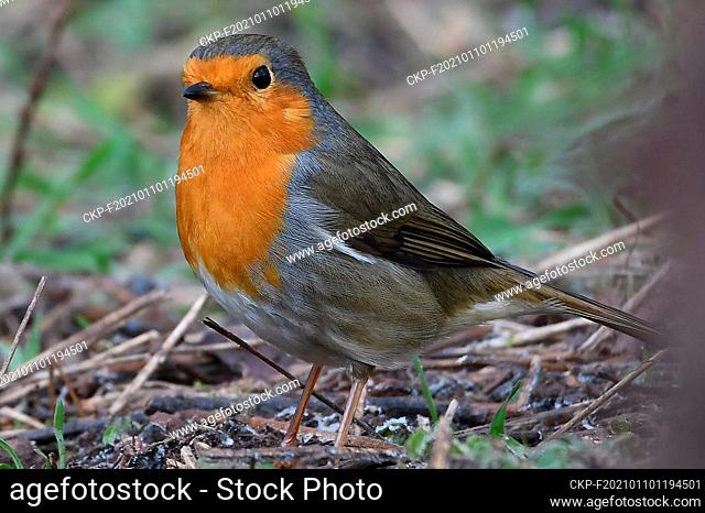 The European robin (Erithacus rubecula) is sitting on the garden in Letovice , Czech Republic, January 10, 2021. (CTK Photo/Petr Svancara)