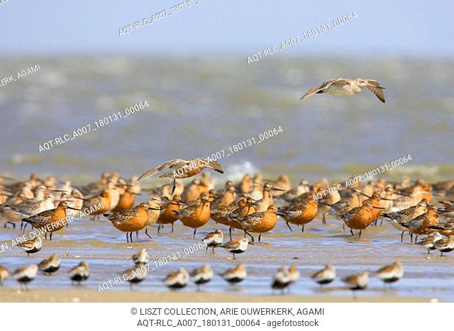 Bar-tailed Godwit group resting, Bar-tailed Godwit, Limosa lapponica