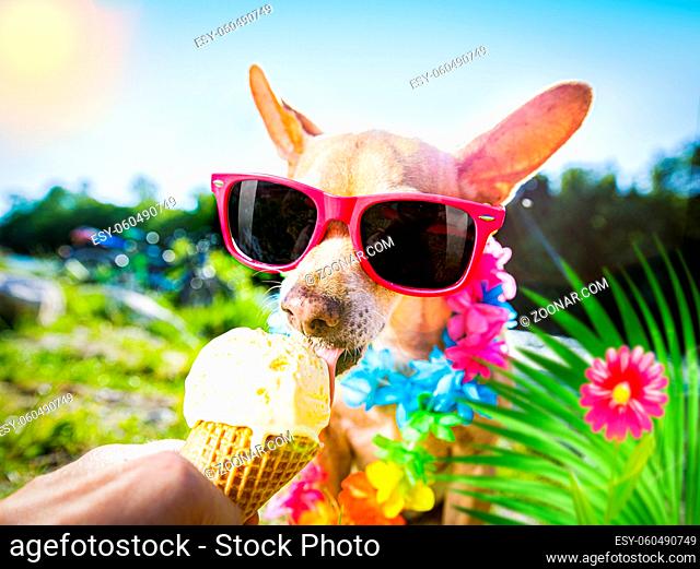 chihuahua dog on  summer vacation holidays in the city and the beach and river  eating and licking  vanilla ice cream in cone waffle