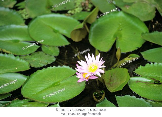 Water lily (Nymphea colorata), Pamplemousses botanical garden, Mauritius Island, Indian Ocean