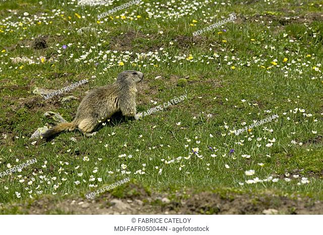 In the natural regional park of Queyras, marmot playing in the grass and looking for food