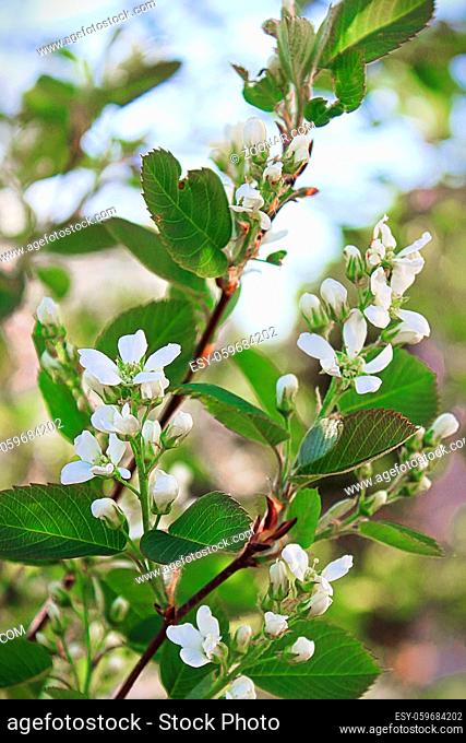 Branches of saskatoon berry blossoms in spring