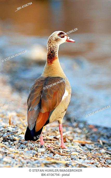 Egyptian goose (Alopochen aegyptiacus), Lake Zug, Canton of Zug, Switzerland