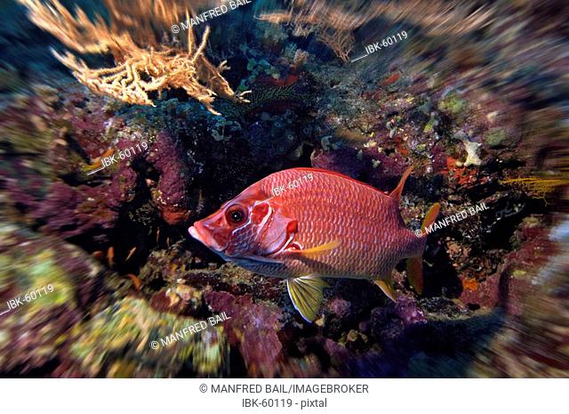 Middle East Egypt Red Sea Long jawed Squirrelfish, Sargocentron spiniferum