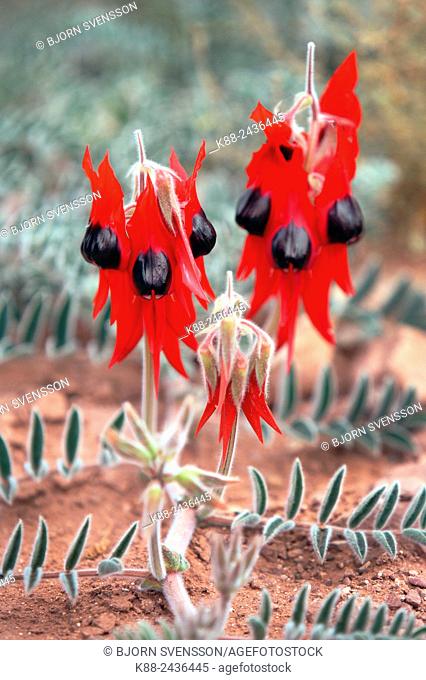 Sturt's Desert Pea, the floral emblem of South Australia. Flinders Ranges, South Australia