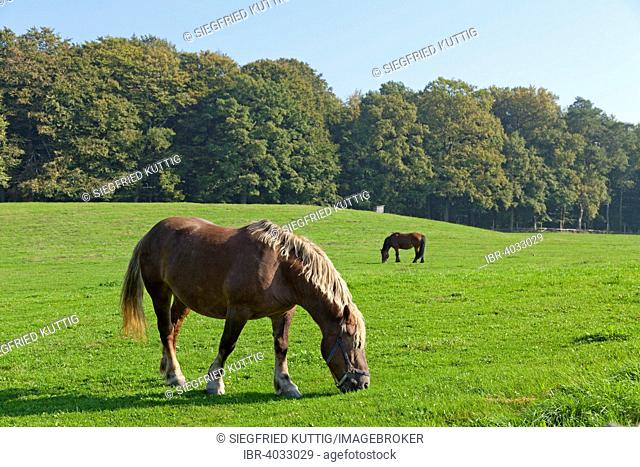 Horses on a pasture, near Binz, Rügen, Mecklenburg-Western Pomerania, Germany