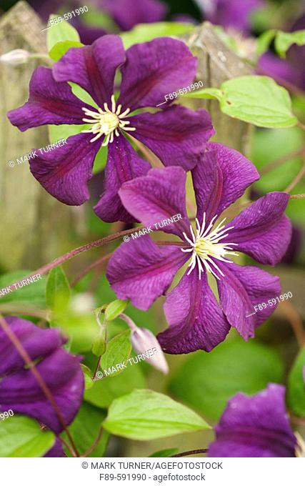 Clematis 'Etoile Violette' (Clematis viticella). McClendon, Bellingham. Washington, USA