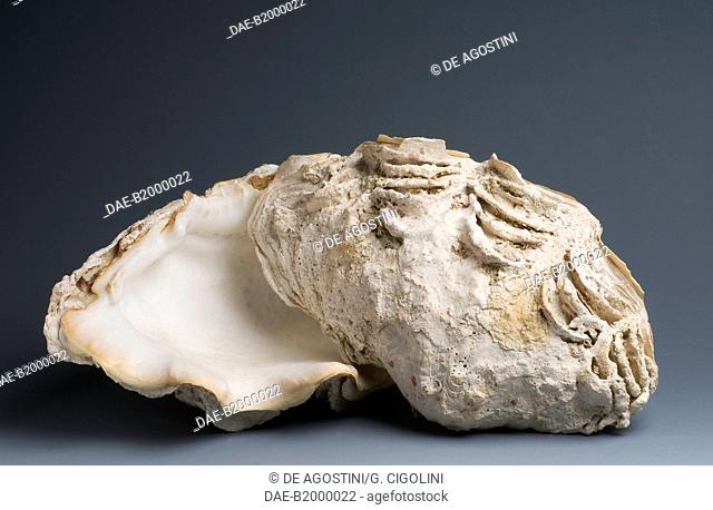 Maxima clam shell (Tridacna maxima), Veneroida.  Private Collection