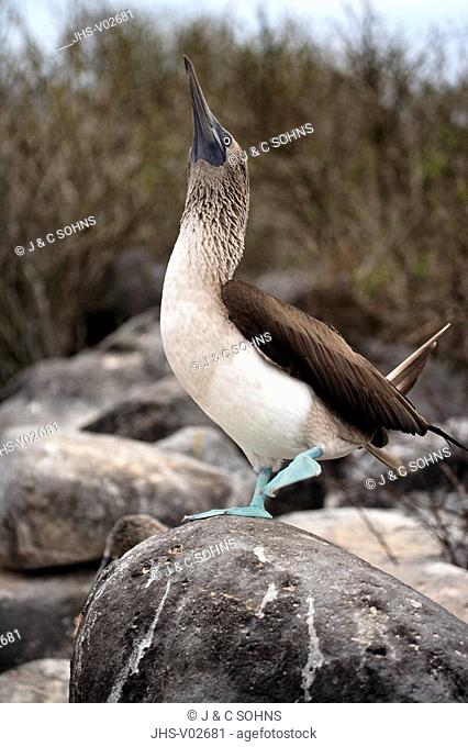 Blue Footed Booby, Sula nebouxii, Galapagos Islands, Ecuador, adult courting