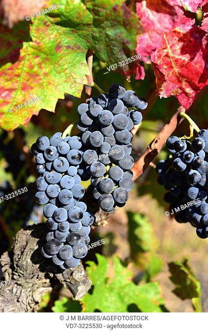 Common grape vine (Vitis vinifera) is a deciduous climber shrub native to Mediterranean Basin, central Europe and southwestern Asia