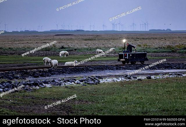 PRODUCTION - 29 September 2023, Schleswig-Holstein, Hallig Langeneß: A resident of the Halligen passes a flock of sheep with his lorry on the rail track