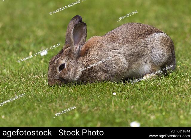 European Rabbit; Oryctolagus cuniculus; Germany
