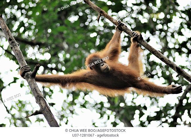 Orang utan taken at Semengoh Wildlife Centre, Sarawak, Malaysia