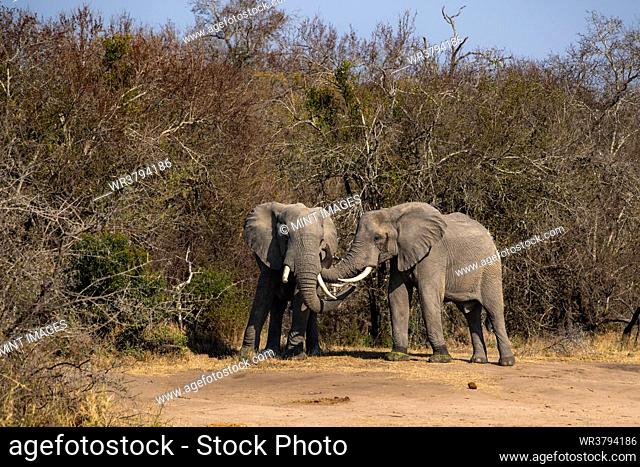 Two elephants, Loxodonta africana, greeting, rubbing trunks