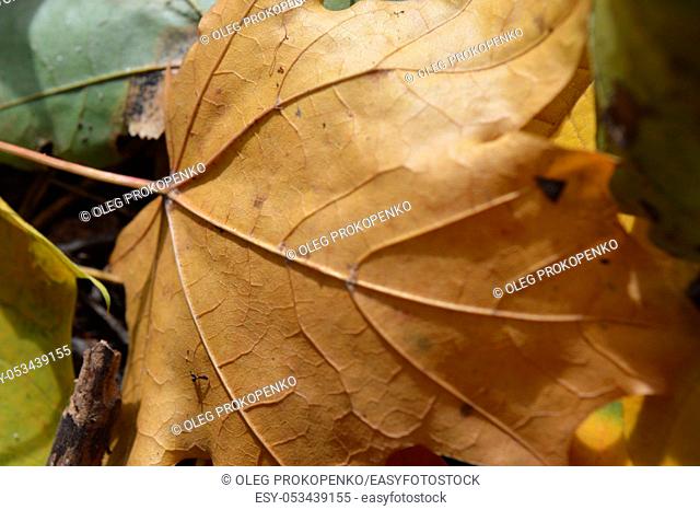 Texture of autumn leaves of different colors closeup