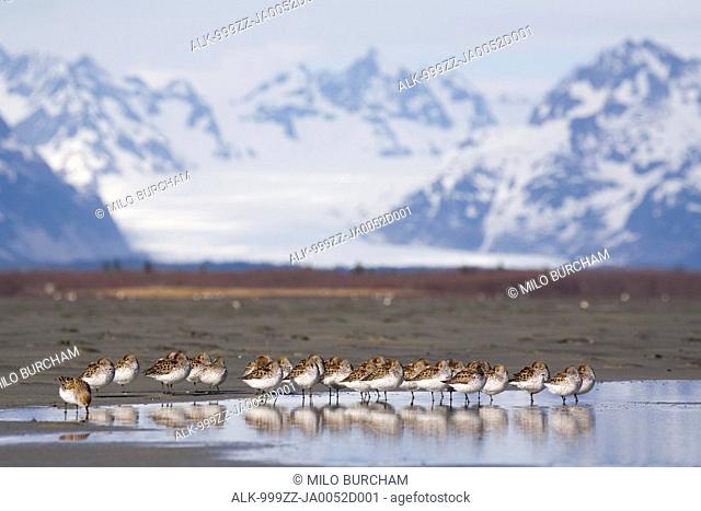 Western Sandpipers roosting on mud flats with Sheridan Glacier and Chugach Mountains in the background, Copper River Delta, Southcentral Alaska, Spring