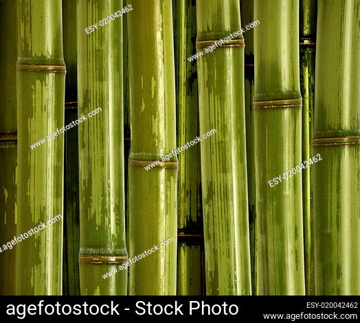 fine bamboo background