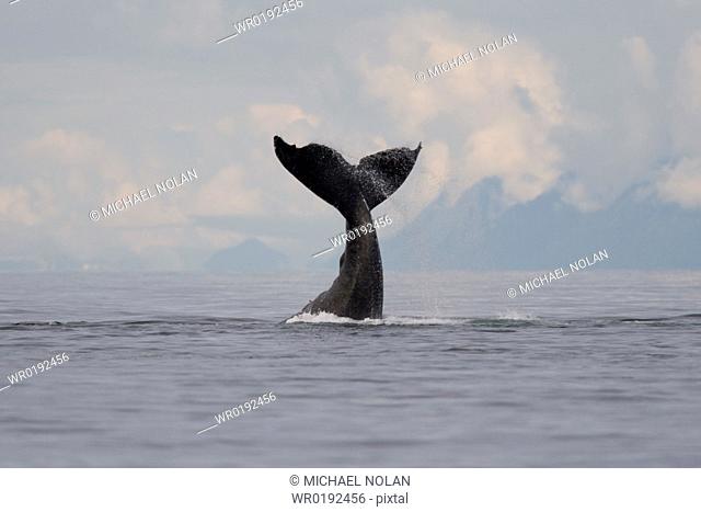 A group of adult humpback whales Megaptera novaeangliae co-operatively 'bubble-net' feeding along the west side of Chatham Strait in Southeast Alaska