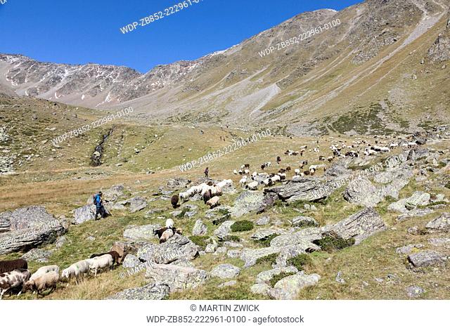 Transhumance - the great sheep trek across the main alpine crest in the Oetztal Alps between South Tyrol, Italy, and North Tyrol, Austria