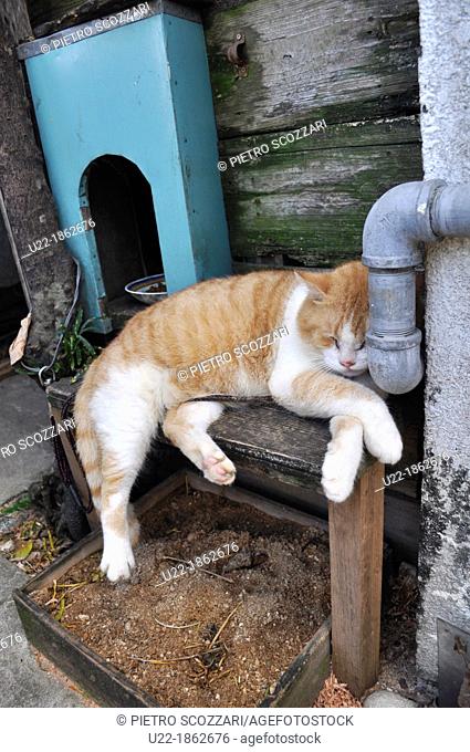 Naha, Okinawa, Japan, sleeping cat