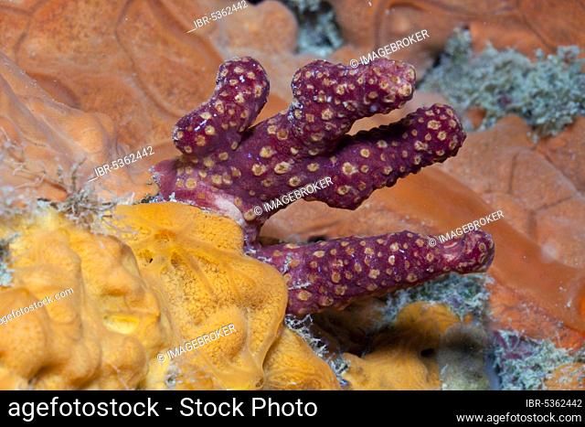 Dead-man's (Spirastrella cunctatrix) Fingers between Encrusting Orange Sponge, Medes Islands, Costa Brava, Spain (Alcyonium palmatum)