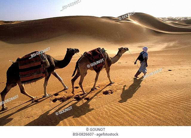 Dromedary Sahara meharee trek on a dromedary back in the region of Timimoun. Gourara, Grand Erg Occidental, Algeria