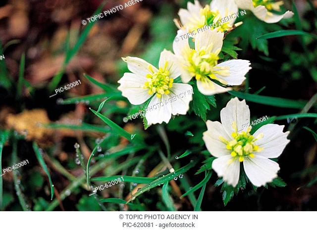 Wild FlowerTrollius chosenensis Ohwi, Korea