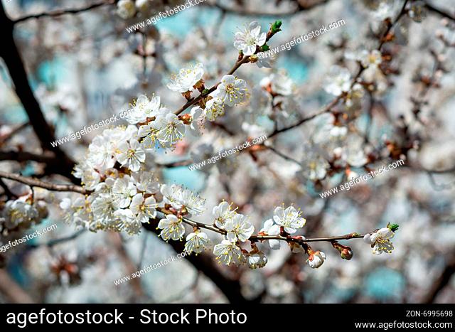 Branches of blossoming tree with white flowers against the sky