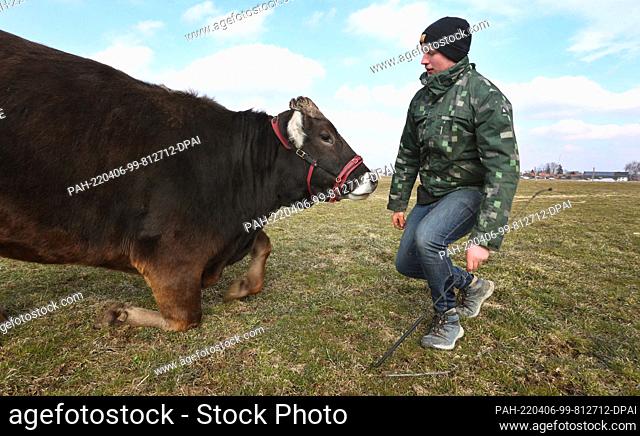 07 March 2022, Bavaria, Steingaden: The cow ""Emmi"" bows to cow coach Markus Holzmann on the pasture of a farm. Over the years