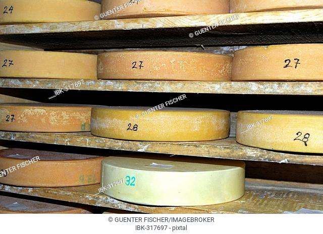 Wheels of Alp cheese in the storehouse of a cheese dairy, Switzerland