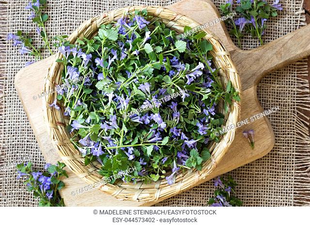 Blooming ground-ivy in a wicker basket, top view