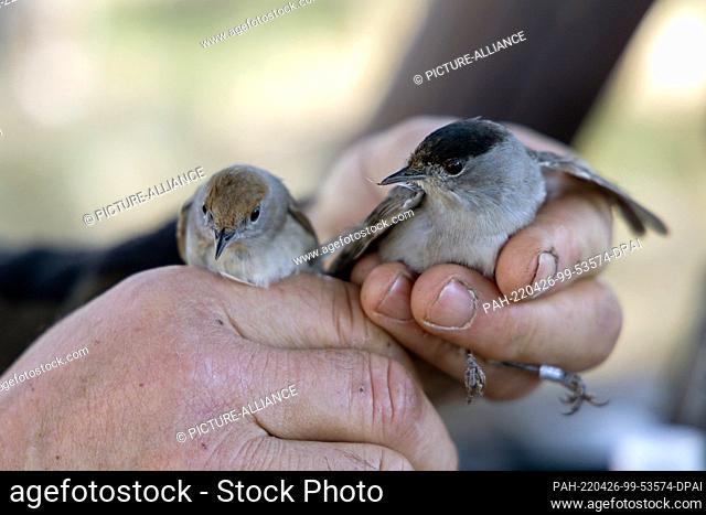 17 April 2022, Brandenburg, Schenkenberg: Two blackcaps (male and female) (Sylvia atricapilla) are gently held in the hand by a bird ringing operator