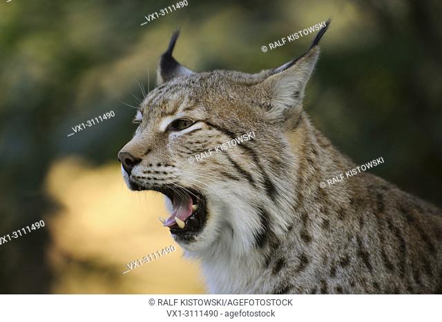 Eurasian Lynx / Eurasischer Luchs (Lynx lynx), close-up, headshot, shows its sharp teeth while yawning.
