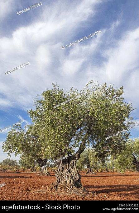 Tierra de Barros olive grove with blue cloudy sky. Harvest season in Badajoz, Spain