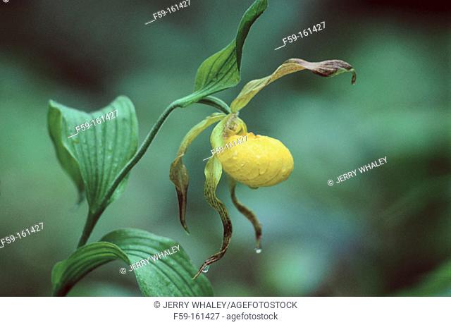 Yellow Lady's Slipper (Cypripedium calceolus). Great Smoky Mountains NP. Tennessee. USA