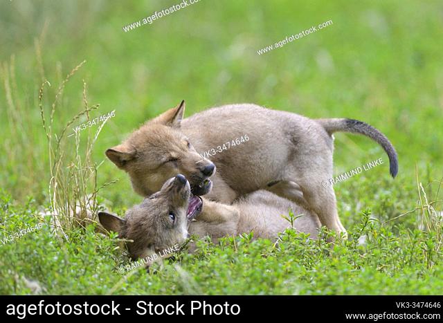 Wolf, Canis lupus, two cub playing