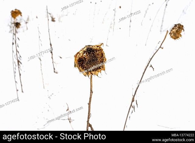 Dried up sunflowers in the snow