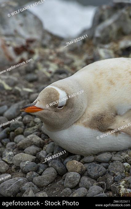 Leucistic Gentoo penguin (Pygoscelis papua) nesting at the Chilean Station Gonzà«¥z Videla, on the Antarctic mainland's Waterboat Point in Paradise Bay