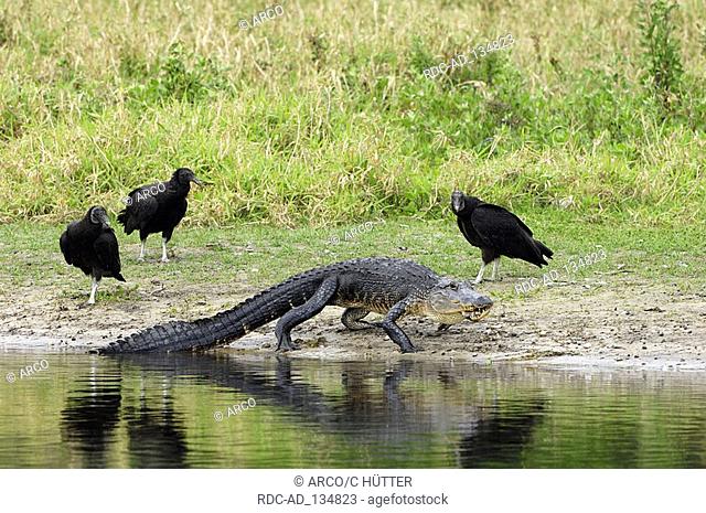 American Alligator and Black Vultures Myakka River State Park Florida USA Alligator mississippiensis Coragyps atratus